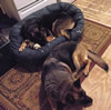 german shepherd mommy and grandmother